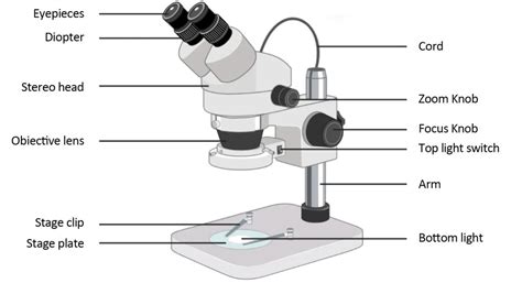 dissecting microscope|disadvantages of dissecting microscope.